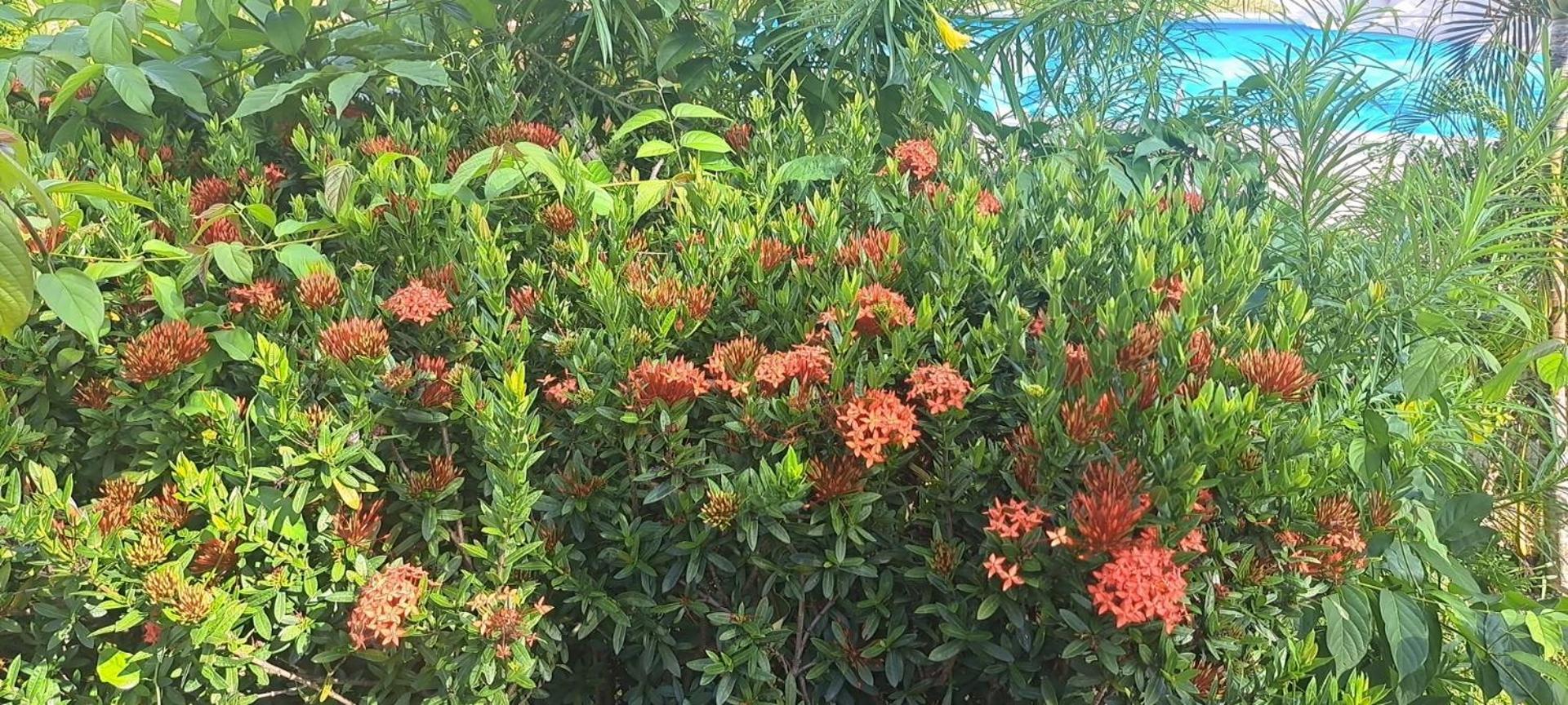 Siam Flora Resort Koh Lanta Exterior foto